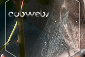 cobwebs